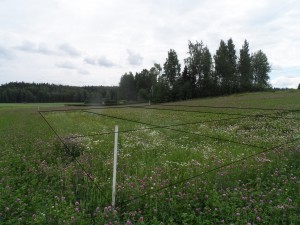 Här ser man försöket snett från sidan, lusernen är närmast i bild mot höger klöver och sist klövergräs i utkanten av bilden. Första slåttern är gjord 6.6. och då lämnades området närmast hitåt orört. Man ser att baldersbrån blommar vit där ingen slåtter ännu gjorts.