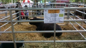 Ekologiska Highland cattle-kor fanns också på plats bland köttdjuren
