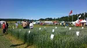 Det fanns ca 3 000 rutor på området att bekanta sig med. En del företag hade egna demonstrationsrutor vid sina avdelningar och utöver hittades de officiella sortförsöken på fältdagsfältet.<br />.<br />.