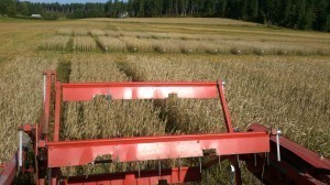 Premiär på ekofältet! Den lilla röda försökströskan av märket Hege årsmodell 1984 matar vant in det första vetet på skärbordet. 