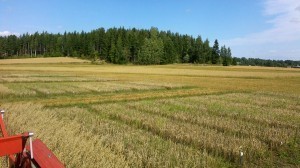 Kornet till höger är precis som ifjol kort. Näringen från gröngödslingsvallen frigörs inte i tillräcklig mängd då när kornet behöver mycket näring och ska skjuta strå. Ska man odla korn borde man ha tillgång till stallgödsel eller gödsla med tex viljo-gödsel som är tillåtet vid ekologisk odling.