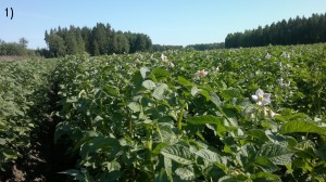 Potatisen blommar, ser frisk och välmående ut