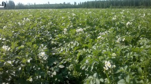 Blomningen har börjat