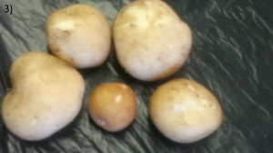 På några potatisar observerades uppsvällda lenticeller vilket tyder på lite väl fuktiga förhållanden