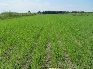 Foto 1: Demo-odlingen vid Peter Kengo i Pensala, Nykarleby såddes 6 juni med gårdens eget utsäde. Skörden skall tas som helsädesensilage. Två olika blandningar prövas.