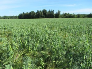 Odlingen ser bra ut. Beståndet är kraftigt och är 100-110 cm högt. Ärtklängen har effektivt bundit ihop alla plantor över hela arealen. Ingen liggsäd.  