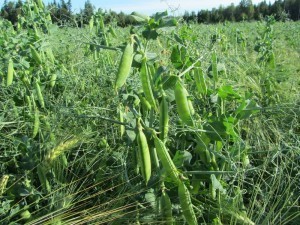 Foto 2: Ärtsorten Kleopatra är kraftig och vuxit över kornet. Plantorna är friska och har 6-7 baljor/planta.