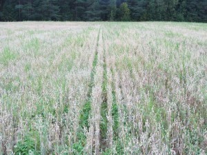 Foto 2: Jakobssons observationsskifte som vi följt med under sommaren har börjat gulna