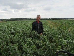 Foto 3: Steve Nyholms åkerböneskifte är kraftigt och spannmålen i botten har lite svårt att konkurrera med bönorna. Viktigt att ha spannmålen med. Den tar upp kvävet som bönan ger ifrån sig och underlättar betydligt både tröskningen och torkningen av hela skörden.