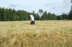 Foto 4: Kornet är kraftigt och det ser ut att komma en bra skörd. Också vallinsådden har tagit sig bra. 