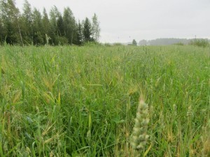 Foto 6: Havren har växt till sig bra sedan senaste besök. Skiftet börjar vara skördemoget då all spannmål börjar nå degmognad. 