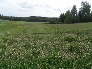 Klöver 1.7. Samma som på bilden innan är klövern orörd närmast i bild.