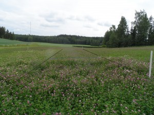 Klöver-gräsblandningen 1.7. Samma blandning som använts i denna ruta har även såtts på resten av fältet.