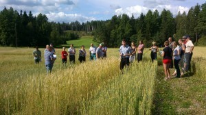 Odlarträff vid ekosortförsöken i Gammelby 15.8.2012