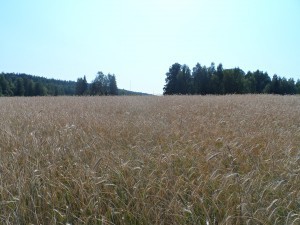 En del av höstrågen övervintrade bra, men också här på Sällvik utvintrade en hel del under vintern. Sorten som odlas heter Riihi och har funnits på gården länge.