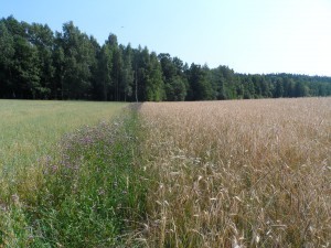 Kantsonen mellan två olika grödor eller skiften är en frizon för ogräsen att frodas i och sedan sprids de lätt in till åkern. Slå kanterna under sommaren för att undvika vidarespridning!