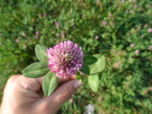 På Sällvik odlas mycket vall som främst används till de egna djuren. Klövern är viktig för kvävetillförseln vid ekologisk odling då man inte tillför kväve med konstgödsel.