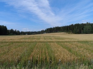 kornet är kortvuxet och här syns mer ogräsproblem