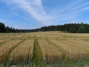 Även havren klarar sig bra i ogräskonkurrensen och ser frodig ut