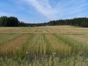 Vetet har hållit tillbaka ogräset relativt bra, i gångarna mellan rutorna har däremot ogräsen härjat fritt