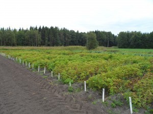 Ekologiska potatisförsök