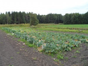 De ekologiska kålförsöken med blomkål och broccoli är delvis redan skördade