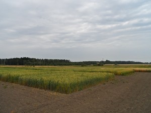 Ekovårvetena på Åland 7.8. Längre bort i bild syns också havreförsöken.