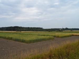 Vetet och havren såddes 10.5. på en för Försöksgården ny åker. Förfrukten var tvåårig klövergräsvall.