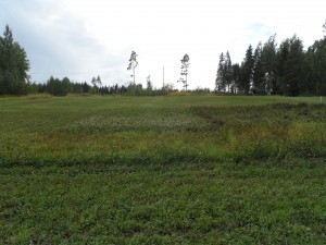 Från höger till vänster ser man slåtter intensiteten så att längst till höger ingen slåtter och nu i bild längst till vänster 3 ggr, precis som det övriga skiftet utanför ”försöksrutan”. Närmast horisontellt är lusernen, sedan klövern och sist klöver-gräsblandningen som också är sått på resten av skiftet.