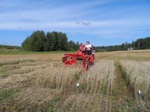 Soliga förhållanden då årets ekorutor skördades i Gammelby