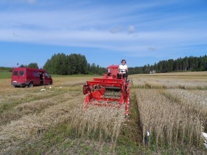 ! år är det Micaela som får äran att köra Hege medan Bodil och Torbjörn turas om på marken med att säcka skörden och fästa rätt lapp på rätt säck.