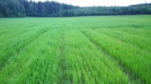 Havren har klarat vätan och det svala vädret bättre och ser frodig ut.