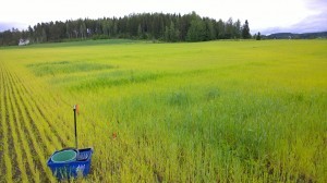 Tydliga skillnader mellan gödslingsrutorna nu nästan två månader efter sådd. Stövlarna sjunker ner i leran då man går mellan rutorna. Närmast i bild ruta 10 med hönsgödsel, 80 kg N