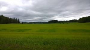 Som sagt, hela åkern skiftar i gult av den rikliga regnmängden. 