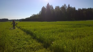 Varm morgon i Gammelby med mycket dagg i gräset. Torbjörn Lönnfors från NSL håller i trimmern.