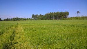 Rakt och fint blir det! som vanligt har vi sått rutorna till 10 meter och nu tar vi ner dem till 8 meter för att få jämna lika långa rutor.