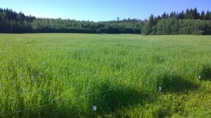 Rutlapparne kommer samtidigt på plats, här i havren