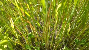 Många veterutor hade liten bladmassa och antagligen av vattnet missfärgade och stressade blad, vilket gjorde sjukdomsobservationen svår.