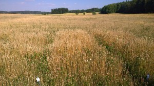 Ruta 3, har fått 80 kgN med hönsgödseln