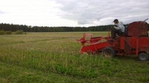 Tröskning av demorutor i Koria