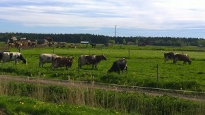 Grannens mjölkkor på sommarbete