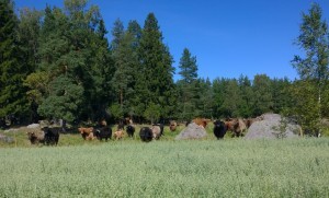 En del av Stefans långhåriga kor bor granne med ekoförsöksåkern.