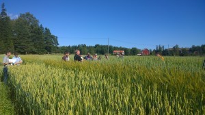 Nu är vi kommit till de svenska demo-rutorna. De är riktigt fina just nu, och långa!