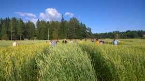 En del av demo-rutorna är väldigt sena, några blommar än...