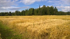 Likaså kornet, nu redan är alla sorter gula! 4.9.