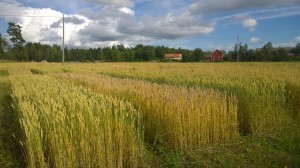 Vetet har också gulnat lite, 4.9.