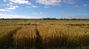 Årets havrerutor, med liggsäd i några rutor