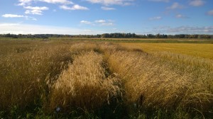 Från vänster till höger: Vårråg, Vit borst vete, Brunvete.