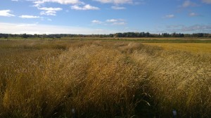 Från vänster till höger: Vårspelt Gotland, Vit vete, Brun vete.