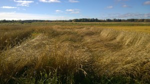 Liggsäd då sorterna är så långa! Från vänster till höger: Vår borstspelt, Vit vete, Brun borst vete, ApuRuso (finsk sort).